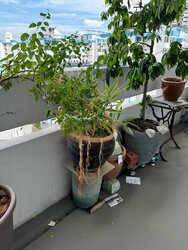 Blk 65 Marine Drive Gardens (Marine Parade), HDB 3 Rooms #457042091